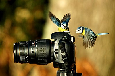 Bird Photgraphy