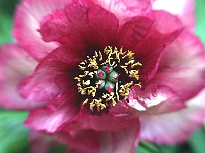 Peony