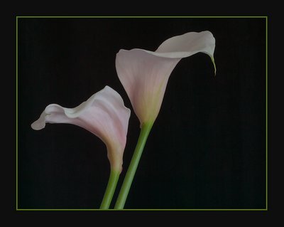 Pink Callas