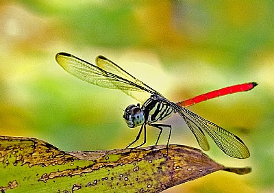 Red Tailed Dragonfly