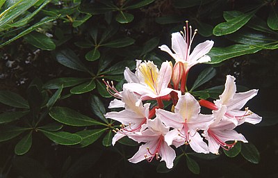 Azalea Blossoms (1)