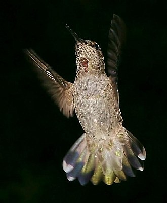 Lil' Red Male Anna's Hummingbird