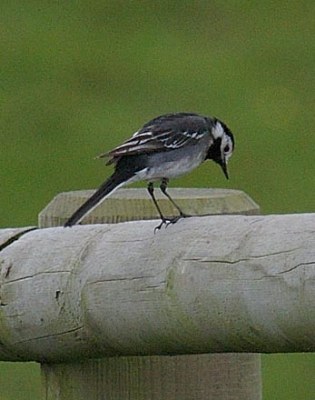 Pied Wagtail 3