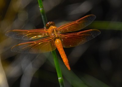 Orange Dragonfly