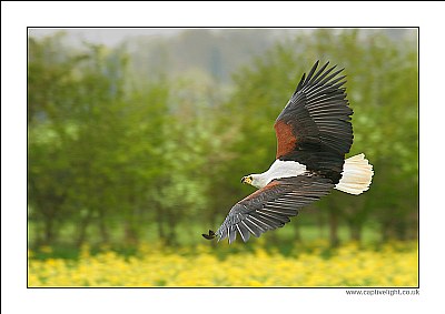 Fish Eagle