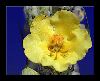 yellow flower