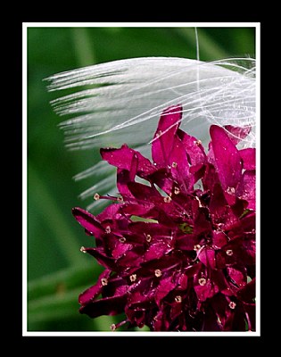 Magenta Flower & Feather