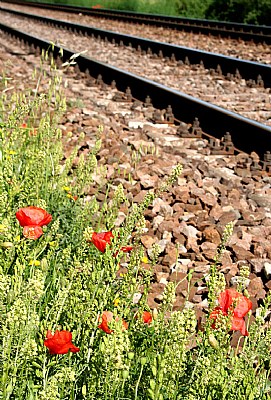 NEGLECTED POPPIES