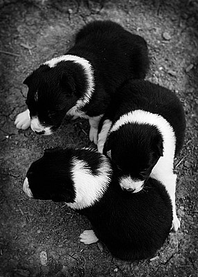Border Collie Pups II