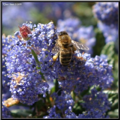 Honey Gathering