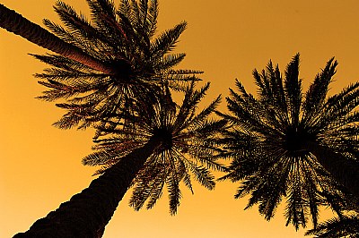 Under the Palms