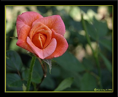 "Orange Rose"