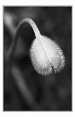 flower-bud