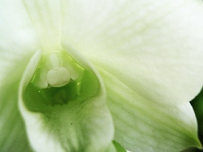 Green Orchid