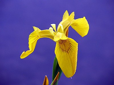 lakeside iris