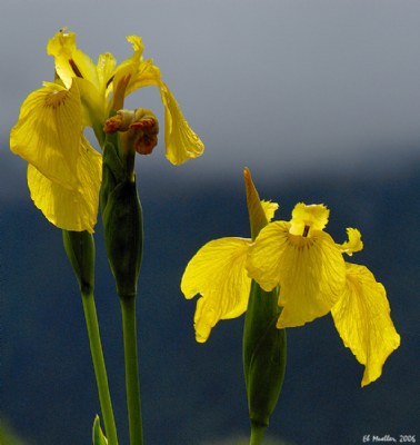 Wild Iris Variation (1)