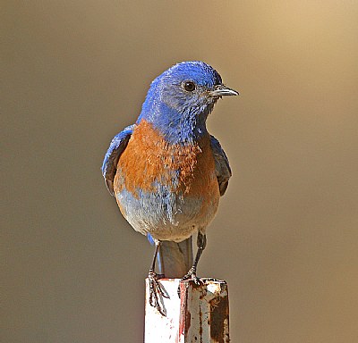 Western Bluebird