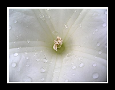 Center of White Flower & Raindrops