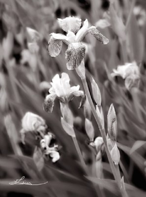 Irises In Black & White
