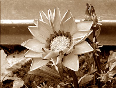 Fiore