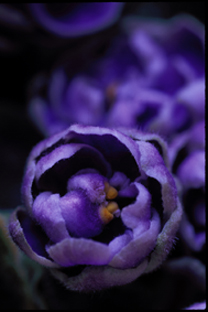 African Violet