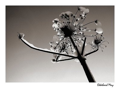 skywards
