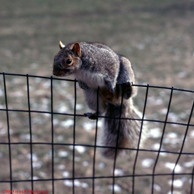 Curious Squirrel