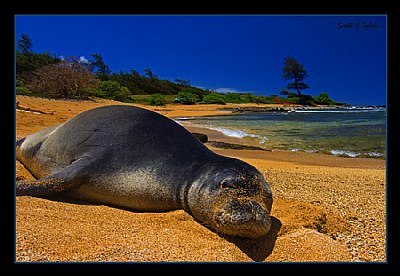 Monk Seal 