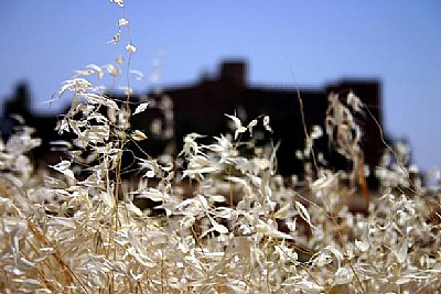 Iran-Shosh-Apadana 