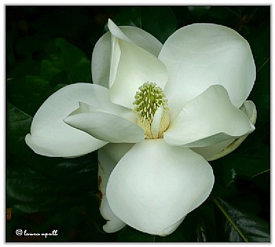 Magnolia bloom