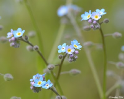 Wild Forget-Me-Not  1