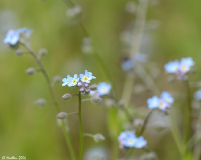 Wild Forget-Me-Not  2