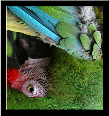 Abstract Parrot