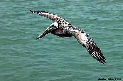 in flight