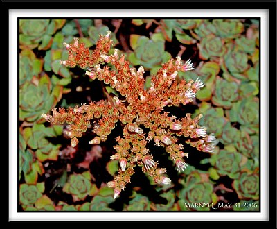 Budding Succulent