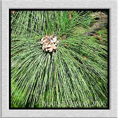 Pine leaves