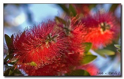 Bottle Brush Tree