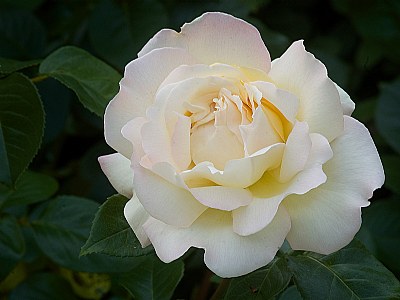 White Rose