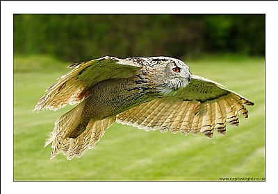 Siberian Eagle Owl