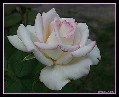 "Blushing Rose"