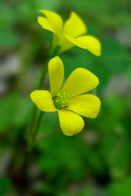 Yellow Flower of Clover