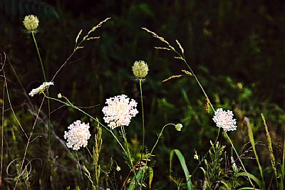 A Composition of Weeds