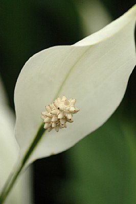 study in white