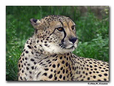 Cheetah (d231)