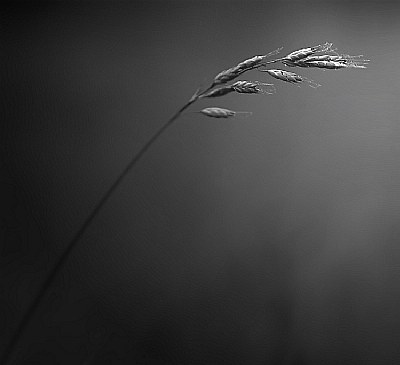 study ear bw #1