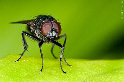 Portrait of a small fly