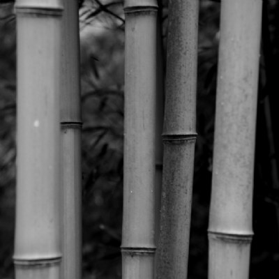 Bamboo II
