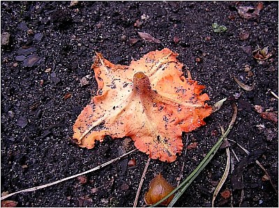 the dead flower