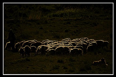 Sheeps and light-2