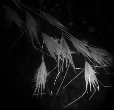 Oatlight